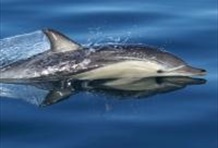 Auckland's Whale & Dolphin Safari Tour